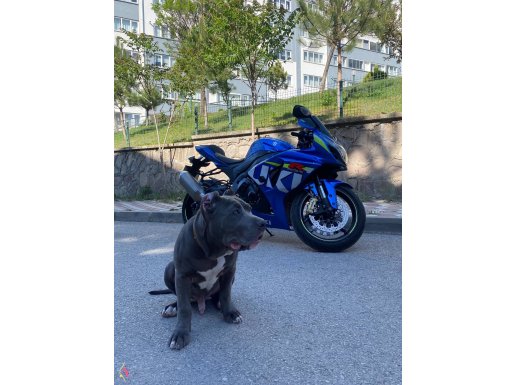 Abkc secereli 4 aylık American Bully Xl