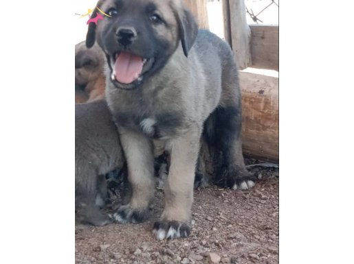 Safkan Kangal yurdu sivasdan her ile ve Avrupa'ya 