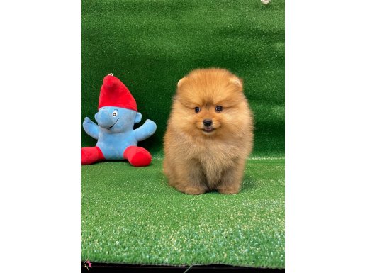 Ayı surat pomeranian boo