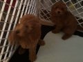 4 aylık maltipoo yavrular