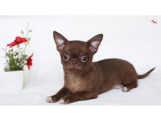Teacup Chocolate Chihuahua 