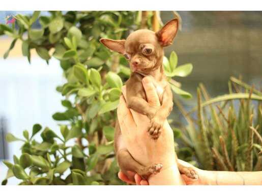 Show Orijinal Teacup Chihuahua