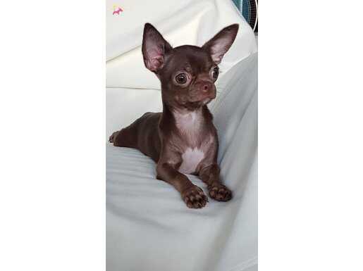 4 Aylık erkek Chocolate Chihuahua 