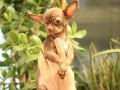 Show Orijinal Teacup Chihuahua