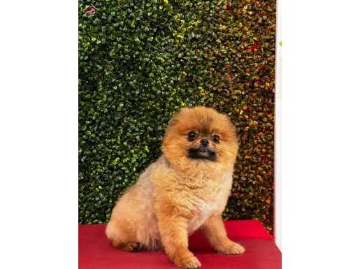 POMERANİAN BOO ERKEK 1.5 KG TEDDY BEAR