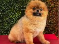 POMERANİAN BOO ERKEK 1.5 KG TEDDY BEAR