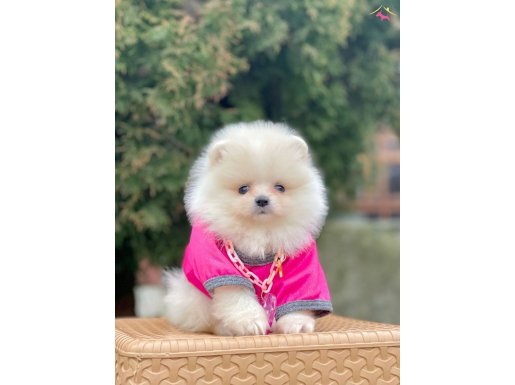 Teddy Bear Pomeranian Boo 