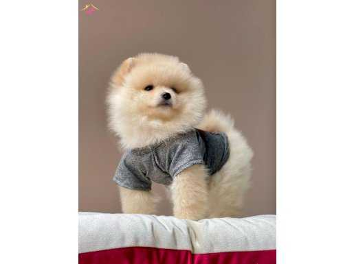 Teddy Bear Pomeranian Boo 