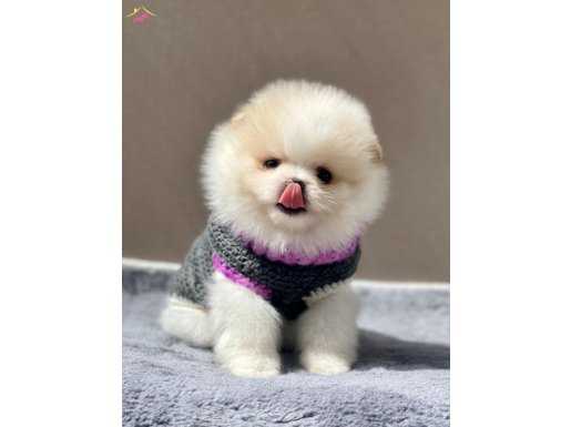 Pomeranian Boo Yavrular 