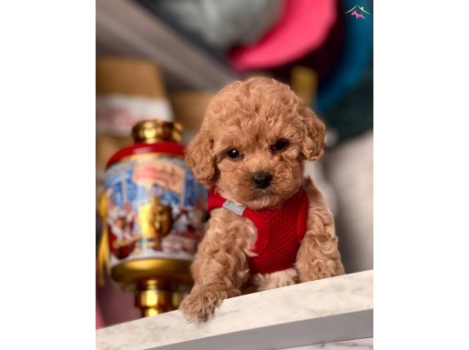 TOY BOY POODLE YAVRULAR