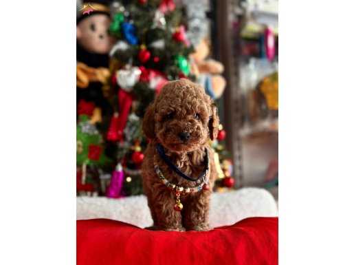 Ev ortamında bakılan toy Poodle yavrularımız 