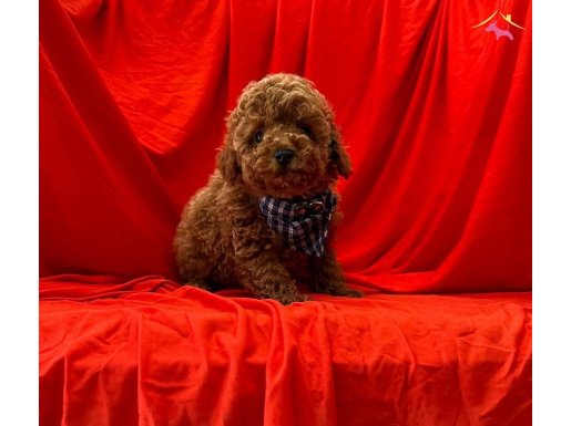 Red Brown toy poodle yavrularımız