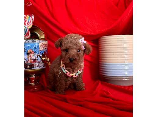 Red Brown toy poodle yavrularımız