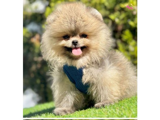 Yavru pomeranian boo