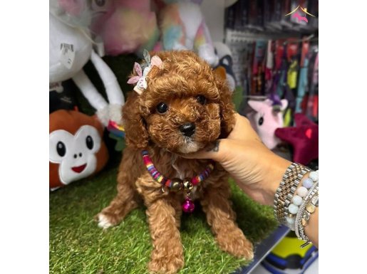 Sevimli toy poodle yavrular