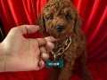 Tüy dökmez koku yapmaz toy poodle yavrular