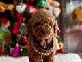 Ev ortamında bakılan toy Poodle yavrularımız 