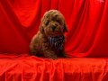 Red Brown toy poodle yavrularımız