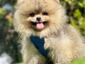 Yavru pomeranian boo