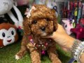 Sevimli toy poodle yavrular