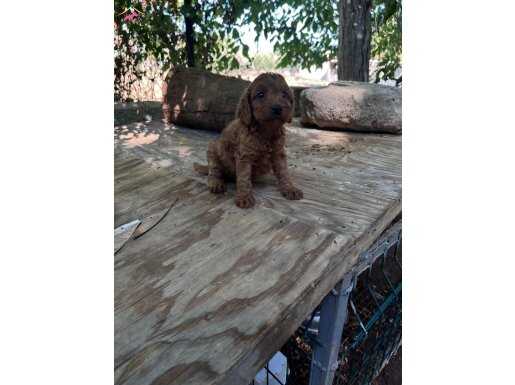 SEVİMLİ IRK TOY POODLE