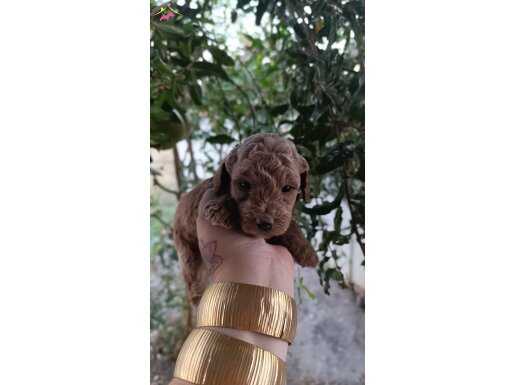 SEVİMLİ IRK TOY POODLE