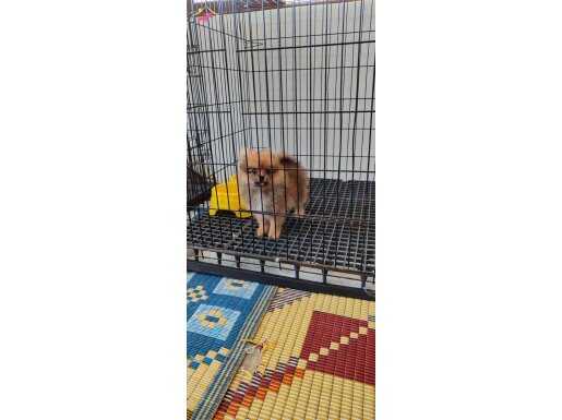 Erkek Pomeranian Boo Acil Verilecek