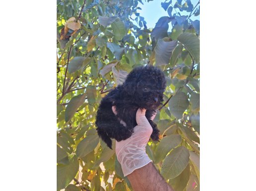 Dişi Teacup Toy Poodle Siyah