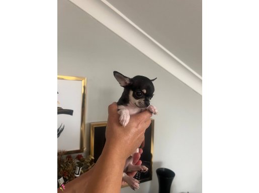 Chihuahua elma  kafa  sağlıklı  ped  eğitimli