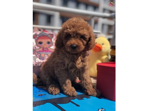 ORJİNAL TOY POODLE YAVRULAR