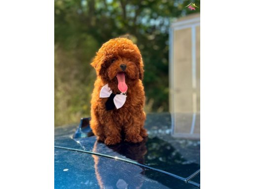 SEVİMLİ TOY POODLE YAVRULAR