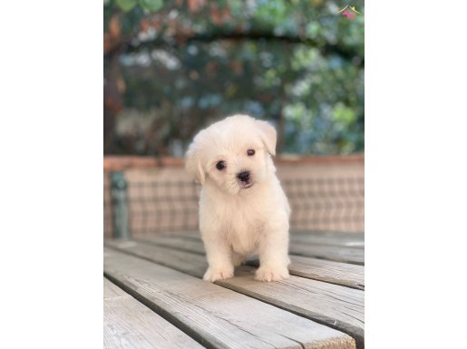 ORJİNAL MALTESE TERRIER