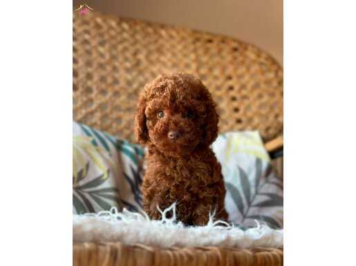 SAFKAN TOY POODLE