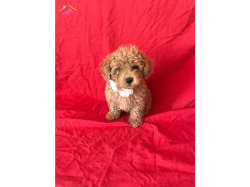 ORJİNAL TOY POODLE YAVRULAR