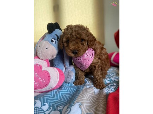 ORJİNAL TOY POODLE