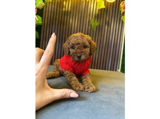 TEA CUP TOY POODLE