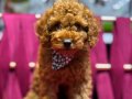 SAFKAN TOY POODLE YAVRULAR