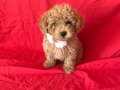 ORJİNAL TOY POODLE YAVRULAR