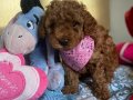 ORJİNAL TOY POODLE