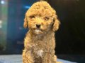 APRİCOT TOY POODLE YAVRULAR