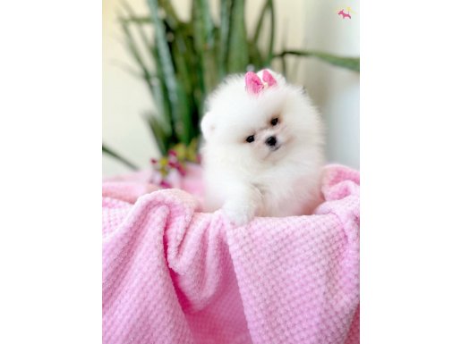 Garantili ayı sürat Pomeranian boo 