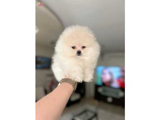 EFSANE, KISA BURUN, Pomeranian boo 2 Eekek Yavrulat 