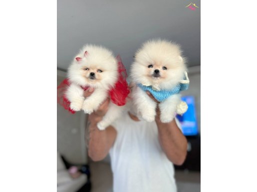 3 dişi ve 3 erkek Pomeranian boo yavrular 