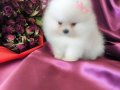 6 tane yavrular Pomeranian boo 