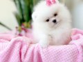 Garantili ayı sürat Pomeranian boo 