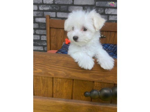 Maltese Terrier inin En Özel Yavrusu Bizde