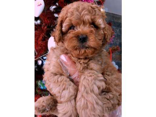 Kalite Ve Güvenin Adresinden Red Brown Poodle Bebekleri