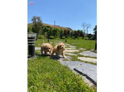 Orjinal Mini Maltipoo Yavruları 