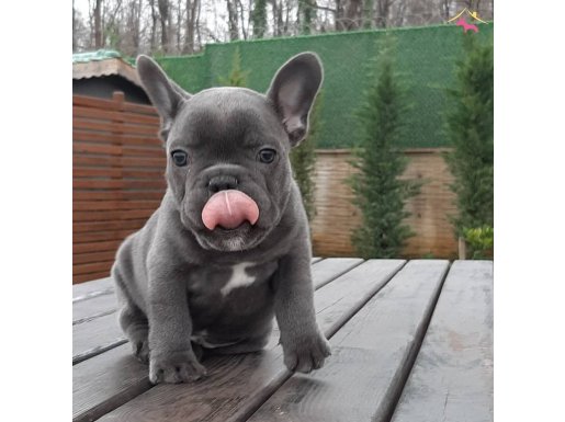 Blue French Bulldog Yavruları 