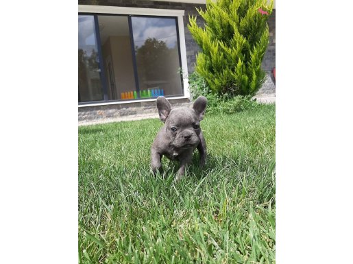 Özel french bulldog yavruları sizleri bekliyor 